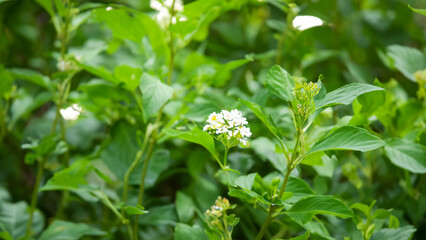 Obraz premium white flowers