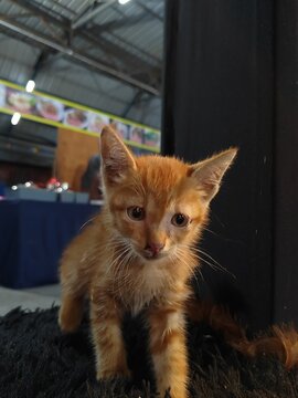 Oyen