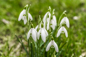 Snowdrops bloom in the meadow