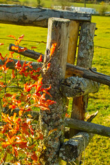 old fence of a paddock