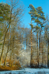 Fototapeta premium winter wonderland