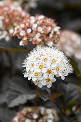 Beautiful blooming ninebark flowers.