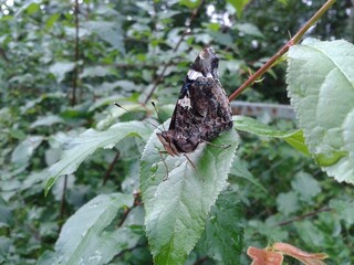 Red admiral (Vanessa atalanta) butterfly with closed wings sitting on a wet rose plant