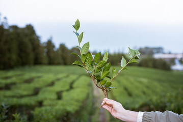 Woman holding green tea leaves in hand. Close up of tea plant with green fields in the background....