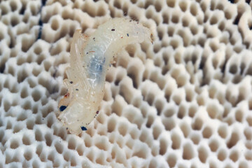 Tiny Ciidae beetle pupa  found in bracket fungi on island of Mauritius.