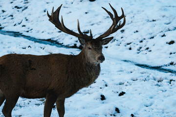 European fallow deer (Dama dama) in the snow