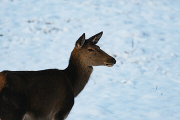 European fallow deer (Dama dama) in the snow