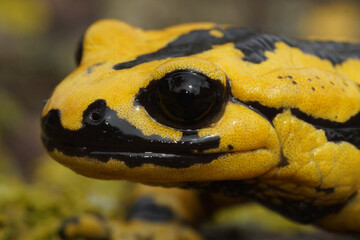 Closeup shot of a yellow-colored European Tendi fire salamander, Salamandra salamandra bernardezi on a stone