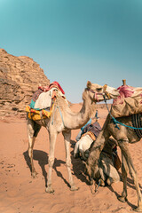 Camellos en el desierto Wadi Rum - Petra