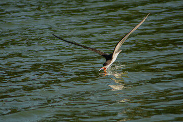 El ave rayador pescando