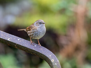 A Dunnock sitting on a metal bar. the Dunnock was once known as the hedge sparrow. 