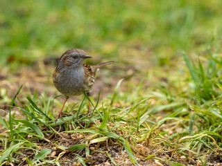 Also known as the Hedge Sparrow, this Dunnock is standing on the grass and looking towards the right.