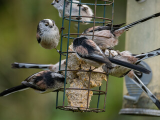 A flock of Long Tailed Tits on a bird feeder containing suet fat balls.