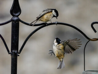 A Coal tit sat on top of a bird feeder whilst a second coal tit is flying up towards it with its wings spread out.