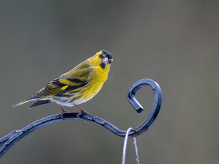 A male Siskin looking towards the camera  whilst perched on top of a bird feeder in the rain.