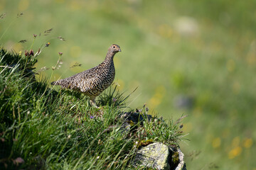 Lagopède alpin (Lagopus mutus) femelle en été. Alpes. France