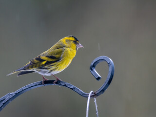 A male Siskin looking to the right whilst perched on top of a bird feeder in the rain.