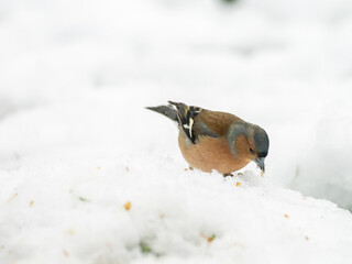 A Chaffinch feeding on the snow covered ground in the winter