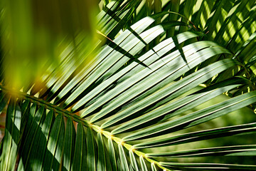 palm trees on green background