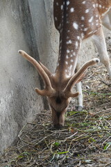 Very attractive spotted deer in a park.