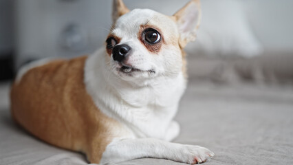 Beautiful chihuahua lying on the bed