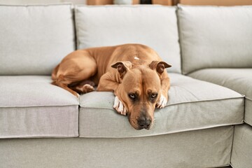 A brown dog lounging on a beige sofa in a cozy home setting depicts pet relaxation indoors with no...