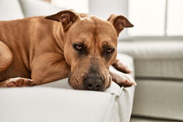 Calm brown dog lounging on a white sofa in a bright living room.