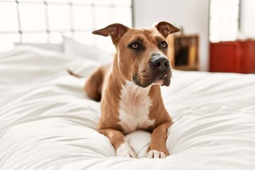 A relaxed brown dog lying on a white bedspread with a curious expression in a sunny bedroom setting.