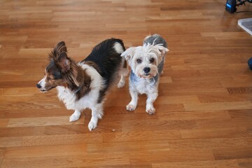 Two attentive dogs standing on a polished wooden floor indoors, looking expectantly toward the...