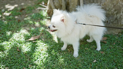 A fluffy white pomeranian dog on a leash enjoying a sunny day in the park with lush green grass. - Powered by Adobe