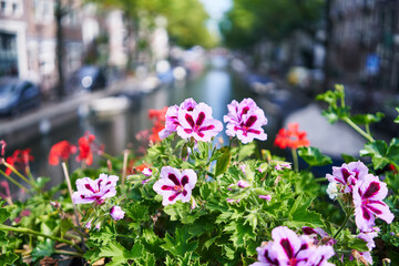 Vibrant geraniums in focus with a blurred amsterdam canal background, depicting dutch urban flora.