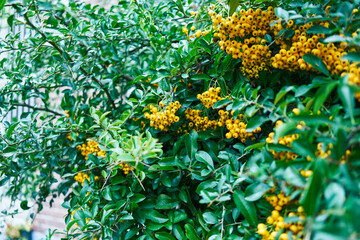 Vibrant yellow berries clustered among lush green leaves in a natural outdoor environment.