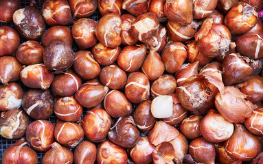 Close-up of fresh, whole tulip bulbs displayed for sale at a gardening store.