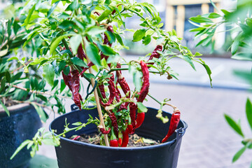 Potted red chili pepper plant with vibrant green leaves and dried pods against an urban background.