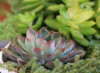 Different types of green succulents in close-up in a flower pot