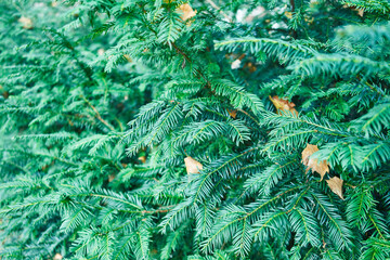 Lush, green, coniferous foliage captured up-close, portraying the natural beauty and texture of forest vegetation.