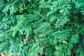 Close-up of lush green pine needles creating a vibrant nature texture, suitable for holiday or forestry themes.