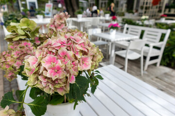 Fototapeta na wymiar Pink flowers in an outdoor terrace cafe with white tables and chairs