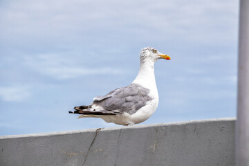 Obraz premium Close-up of a gray and white seagull against a blue sky