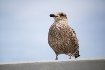 
Close-up of a brown seagull against a blue sky