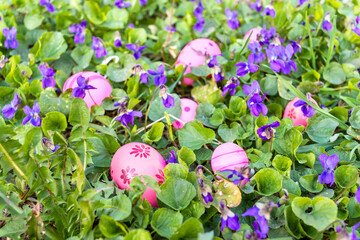 Easter eggs among spring woodland violets on sunny afternoon. First Flowers.