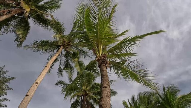 palm tree in the wind and clouds