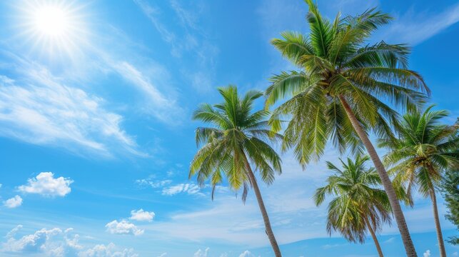 Coconut palm trees along the beach with blue sky background in sunny day