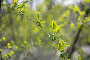 Blurred natural green spring and summer bokeh background.