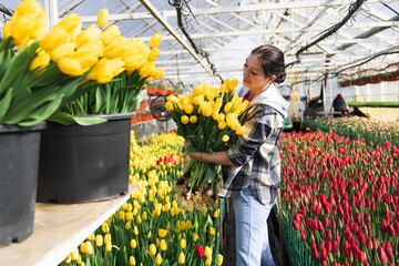 Greenhouse worker is picking tulips in a greenhouse for a bouquet
