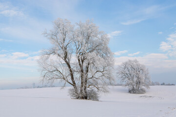 Alter Baum, bedeckt mit Schnee und Eis im Januar 2024 bei Grüningen in Hessen, Deutschland, Wintertag