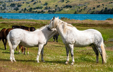 Beautiful white horses graze in the meadow near the lake. Torres Del Paine National Park, Chile
