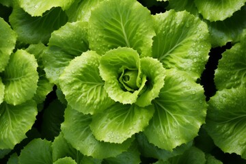 fresh lettuce green leaf in the style of 32k uhd flower  - obrazy, fototapety, plakaty