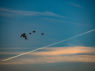 Krähen fliegen am Abendhimmel