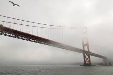 Foto op Aluminium A seagull and a fog-shrouded Golden Gate Bridge, San Francisco, California, USA. © Pedro